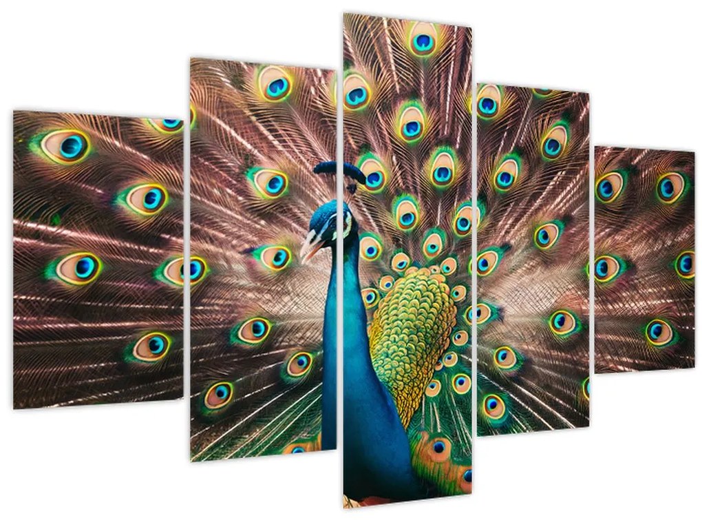 Kép - Páva (150x105 cm)