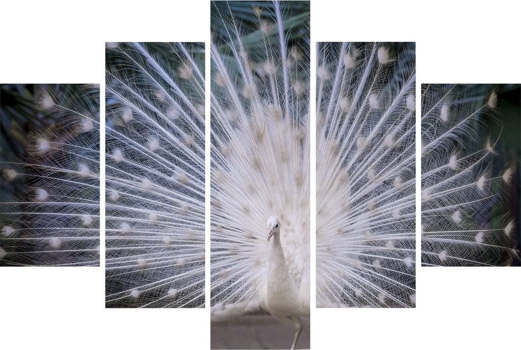 Kép - Fehér páva (150x105 cm)