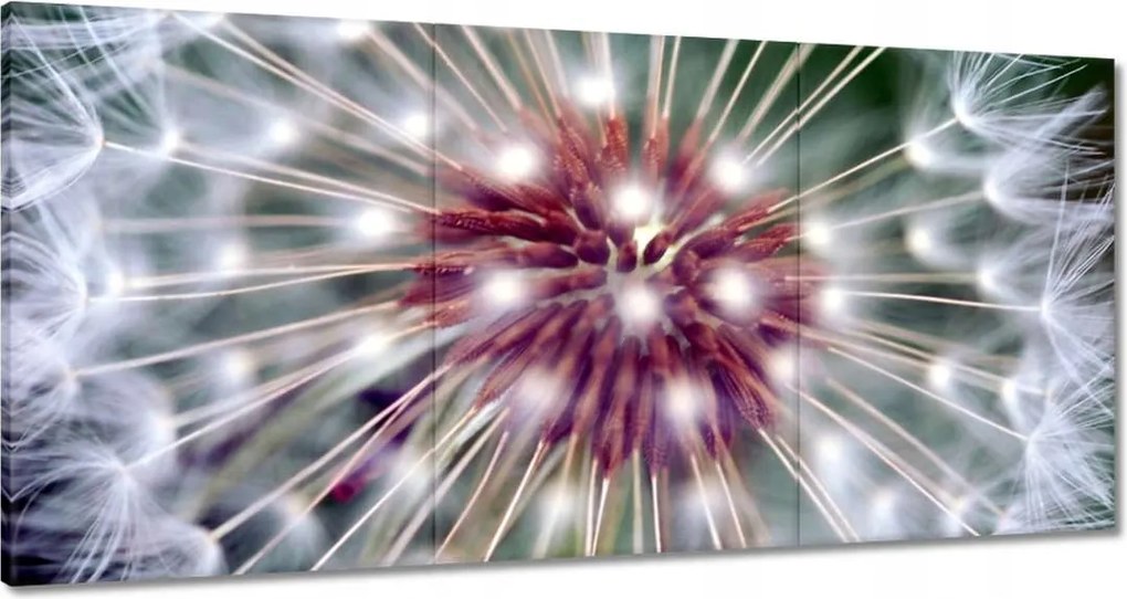 Vászonkép 120x60 Pitypang Virág Virágok