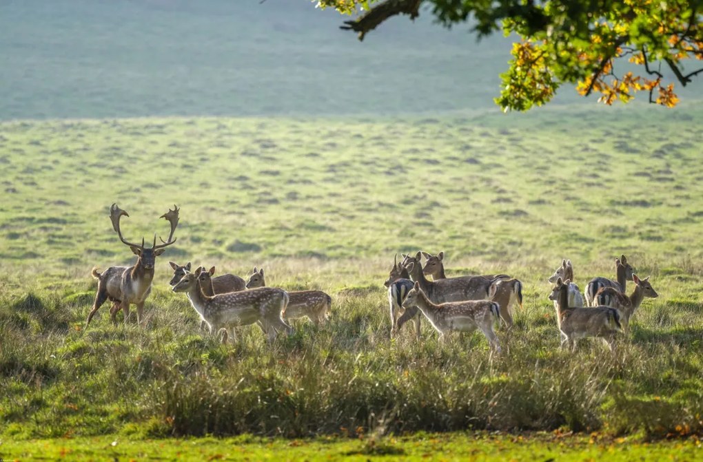 Poszter 86,4x56,8cm Csorda, Assaf Frank