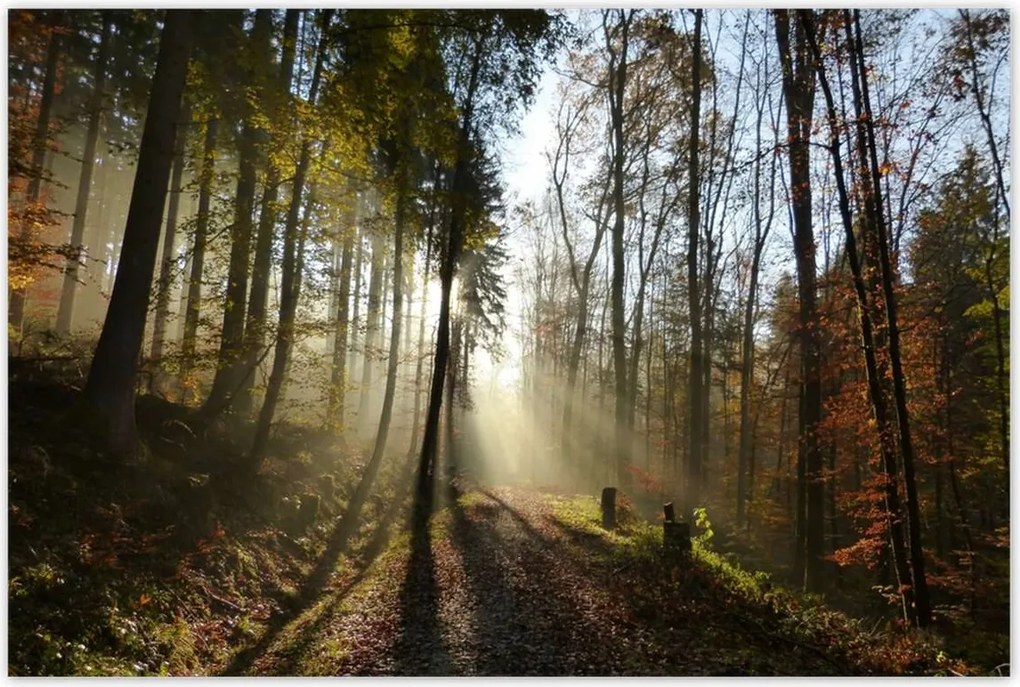 Poszterek 120x80 Napfelkelte az erdőben