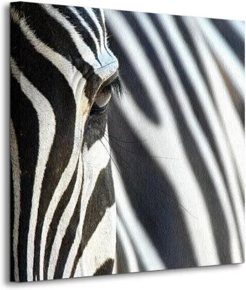 Vászonkép Szomorú zebra Novacek Michael 40x40cm CKS0063