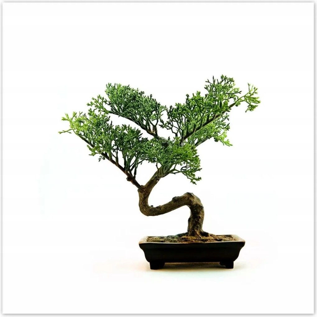 Poszterek 30x30 Bonzai fa
