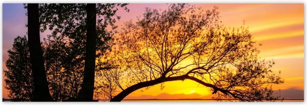 Poszterek 200x66 Fák Naplemente