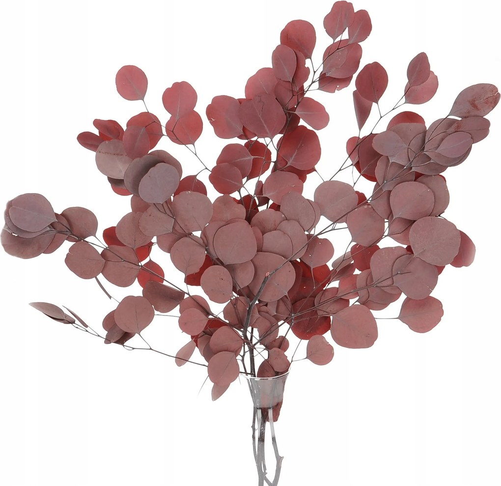 Szárított stabilizált eukaliptusz piros csokor szárított levelek váza