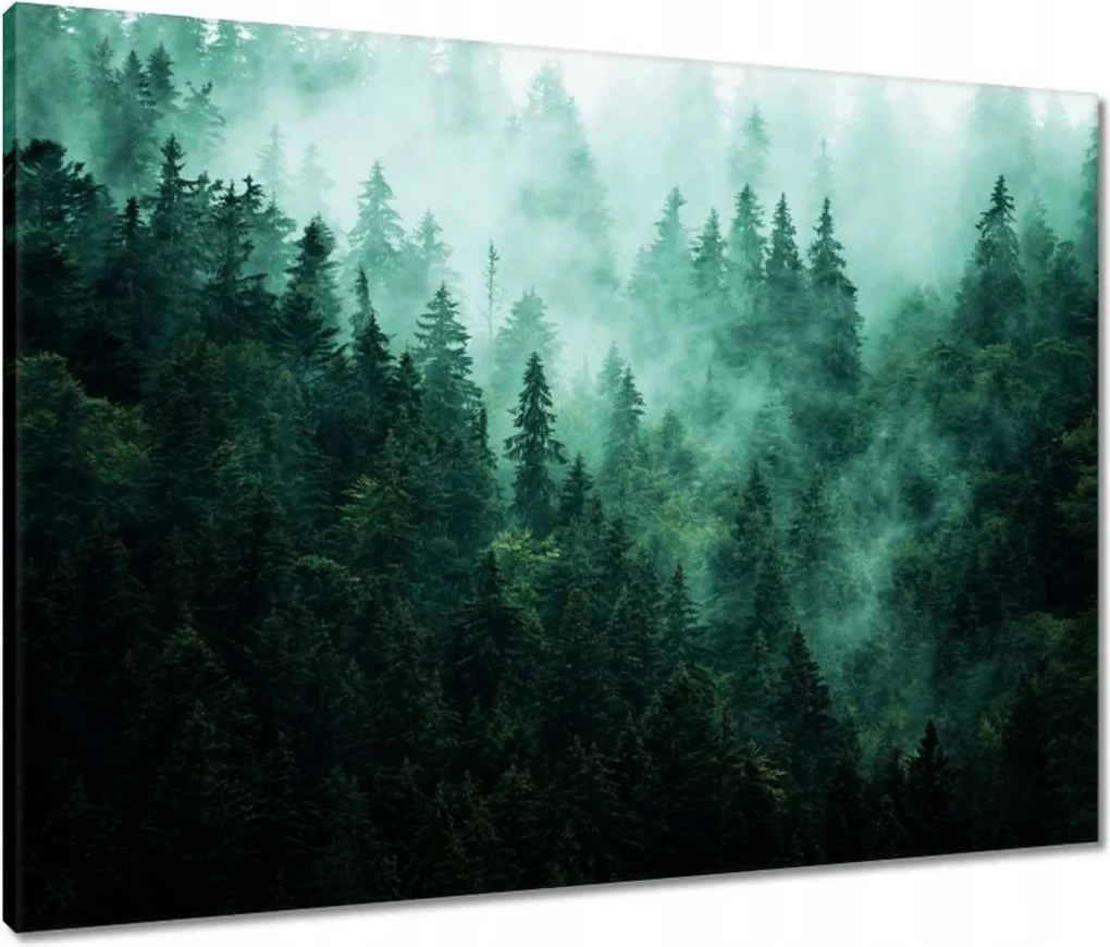 Vászonkép 80x60 Erdő Köd Tájkép Utazás