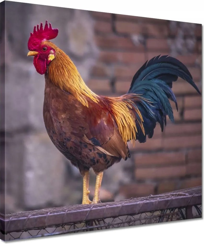 Vászonkép 40x40 Kakas Egy igazi harcos