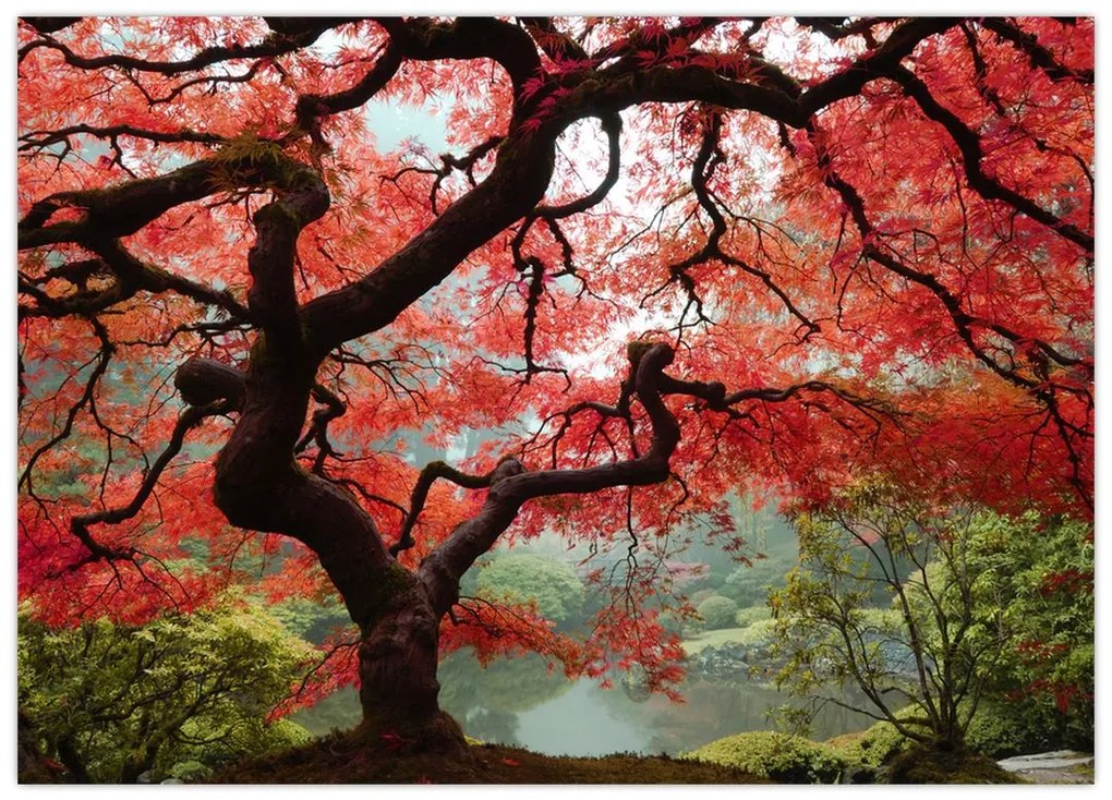 Red Japanese Maple, Portland, Oregon képe (üvegen) (70x50 cm)