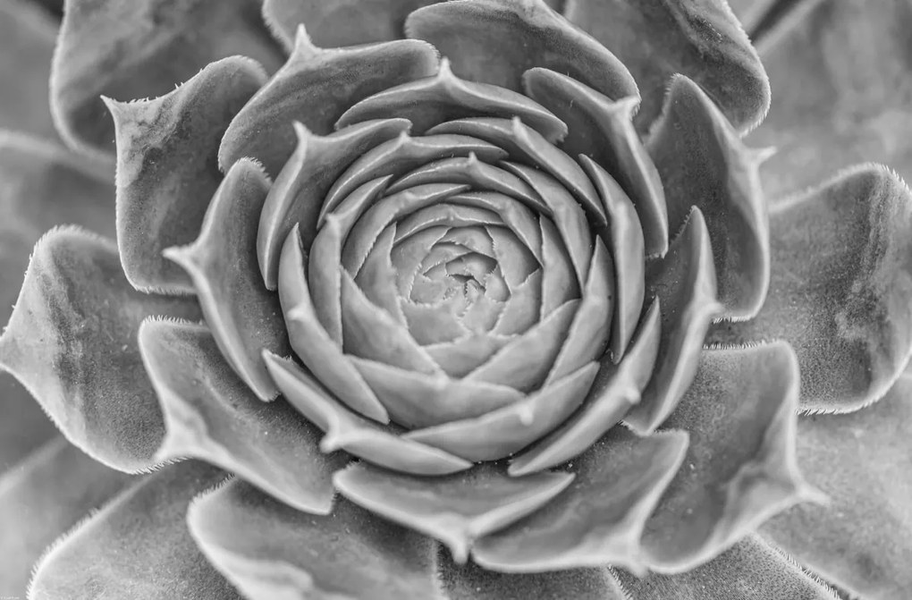 Poszter 86,4x56,8cm Közelkép pozsgásokról, Assaf Frank