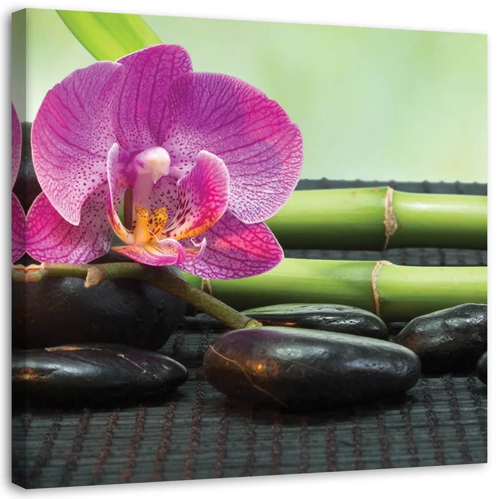 Gario Vászonkép Virágzó orchidea fekete köveken Méret: 40 x 40 cm