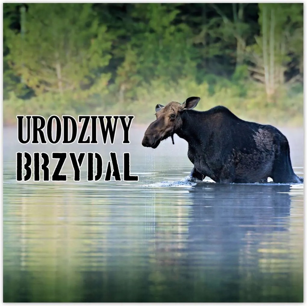 Poszterek 100x100 Csúnya jávorszarvas