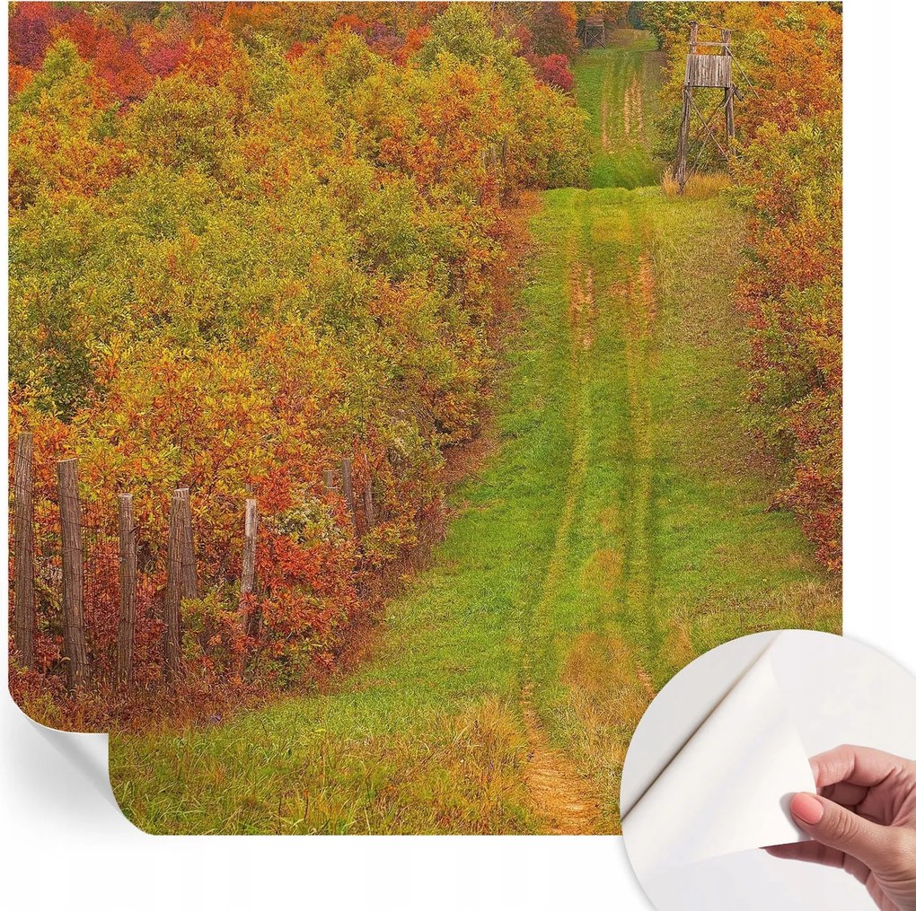 Modern öntapadós fotótapéta Mosható Őszi színek 250x250 cm