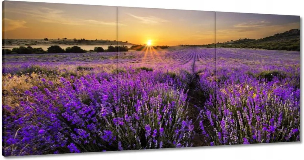 Vászonkép 120x60 Levendula tájkép Nap