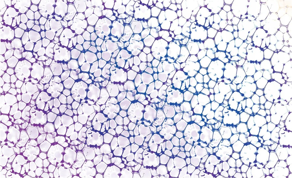 Fotótapéta Csipke Mozaik Geometria Kerek háló stílus 208x146 +ragasztó
