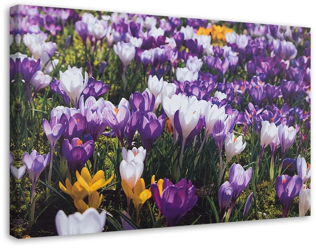 Gario Vászonkép Tavaszi krókuszok a réten Méret: 120 x 80 cm