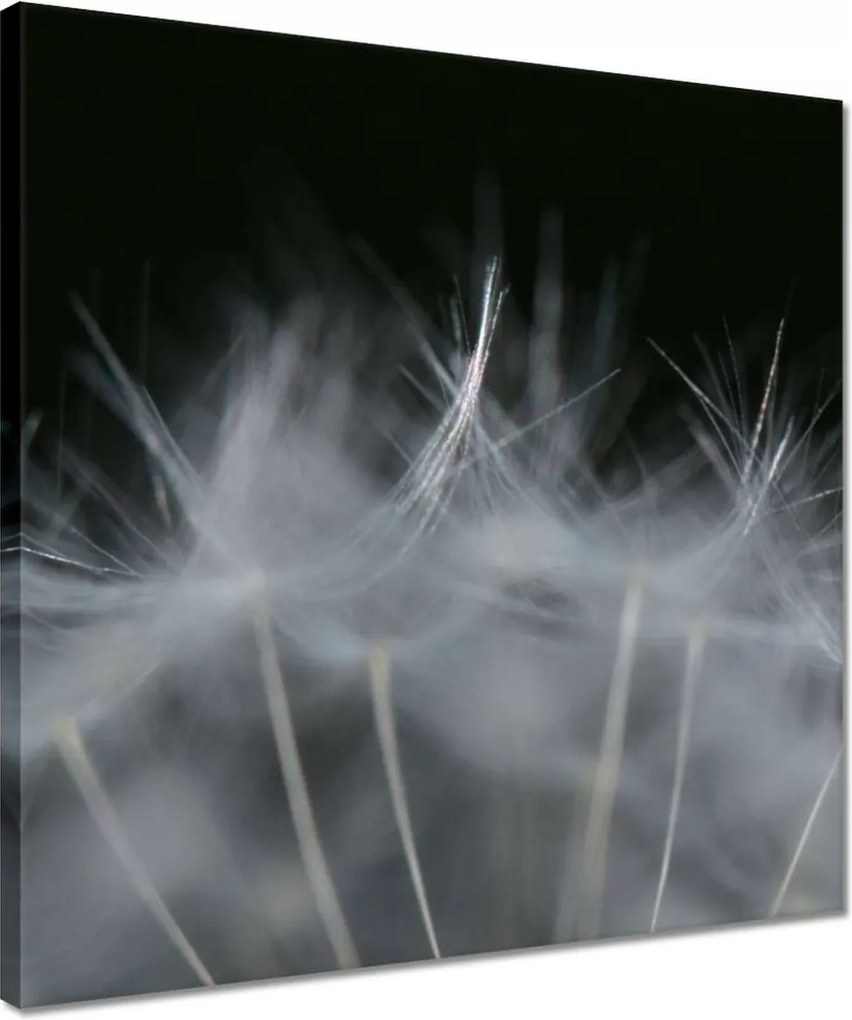 Vászonkép 40x40 Pitypang Virág Virágok