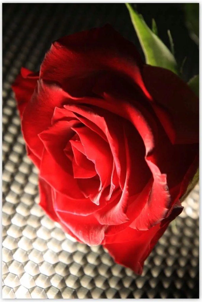 Poszterek 80x120 Ízléses rózsa ajándékba