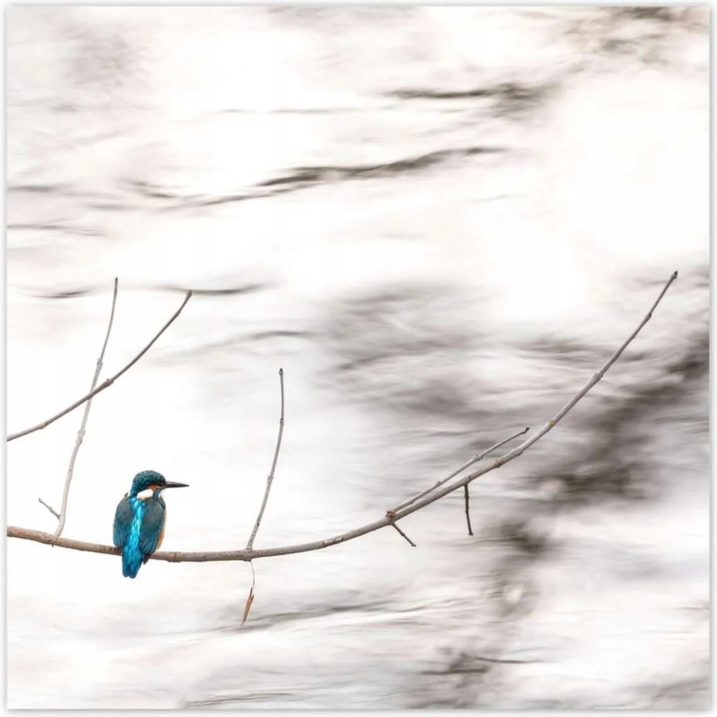 Poszterek 100x100 Madarak