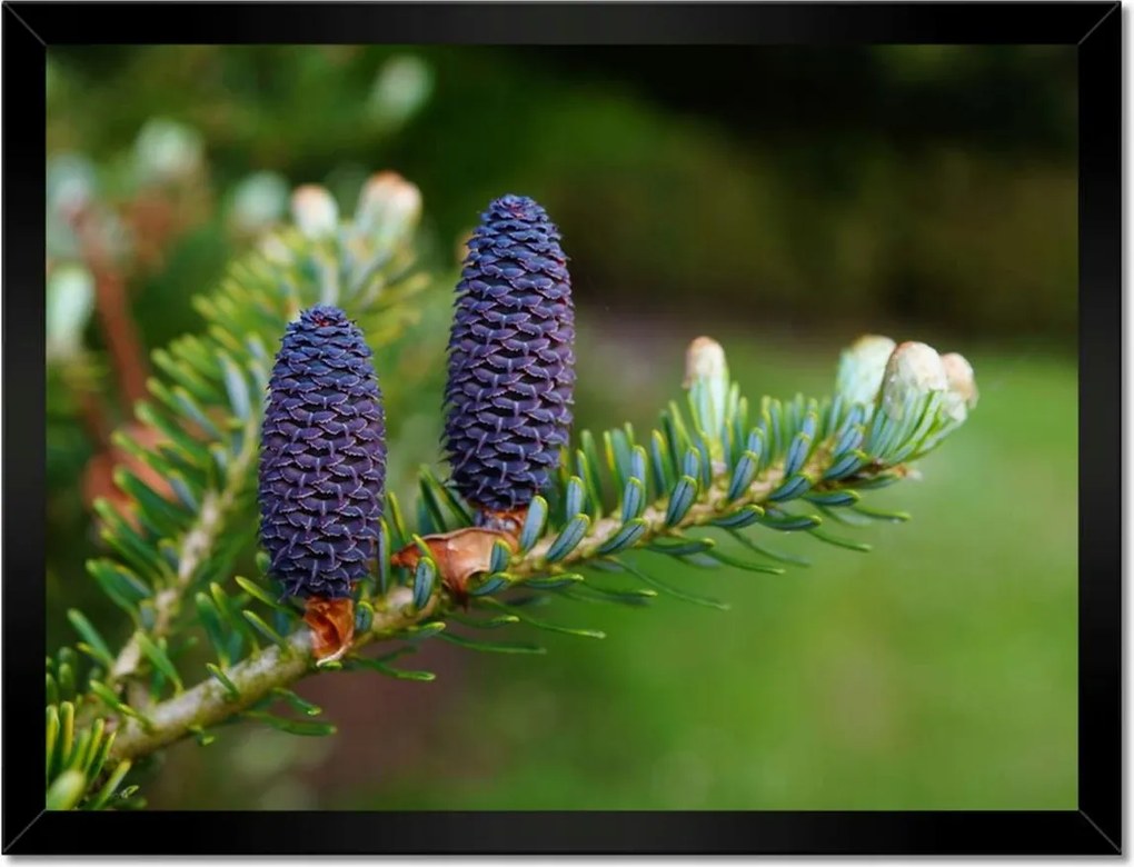 Poszterek keretben 40x30 Lila tobozok