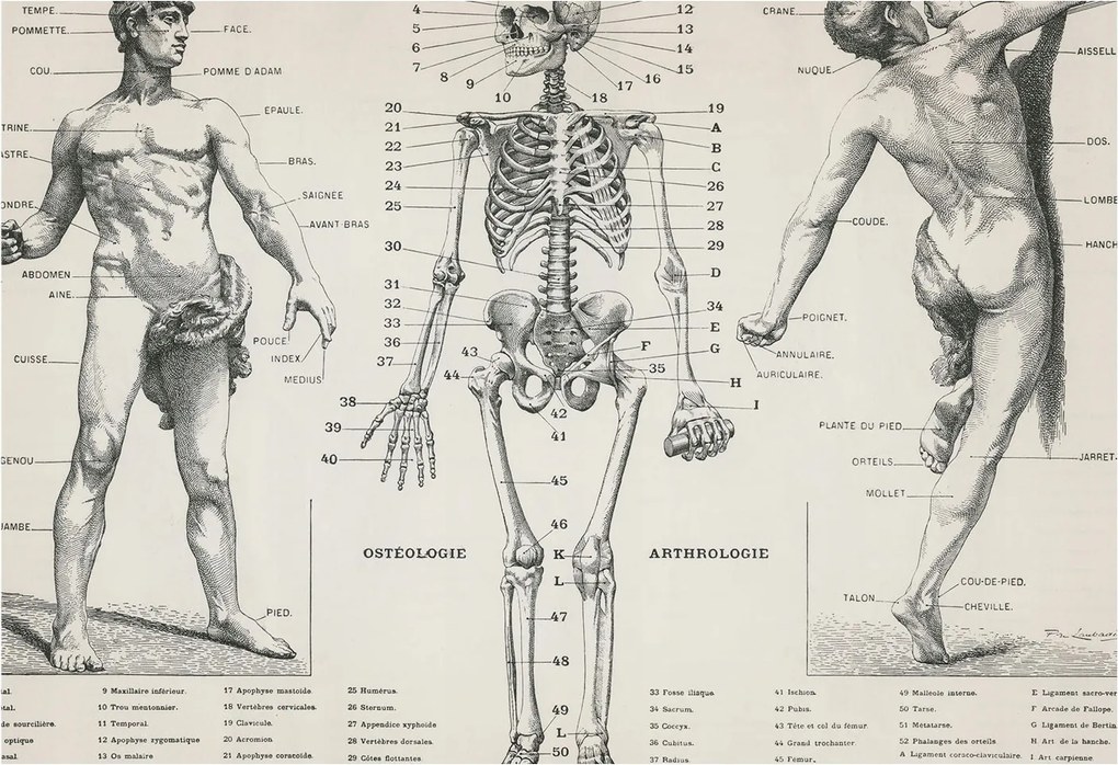 Divatos 3D Fali Tapéta Klasszikus anatómia 152x104 Ragasztóval