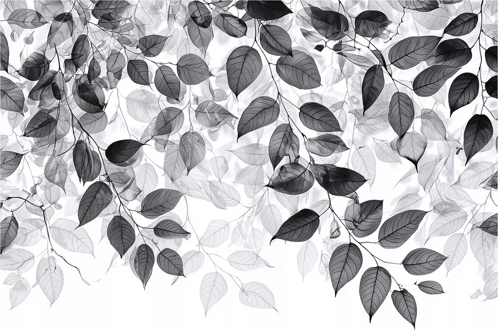Fotótapéta Levelek Fekete-fehér Falra Akasztható Hálószoba Nappali 400x280