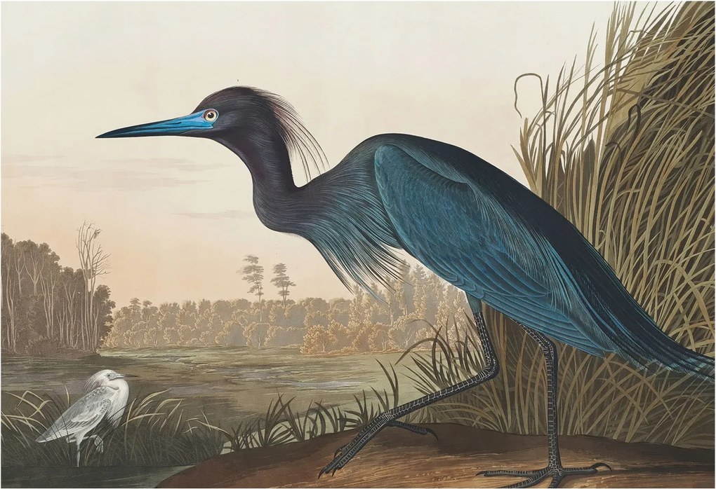 Flizelin tapéta Divatos 3D fali ragasztóval Vízparti madarak 152x104 Ragasztó