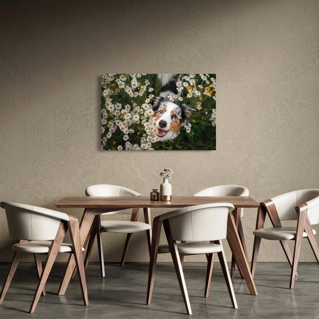 Kép - Ausztrál juhászkutya (90x60 cm)
