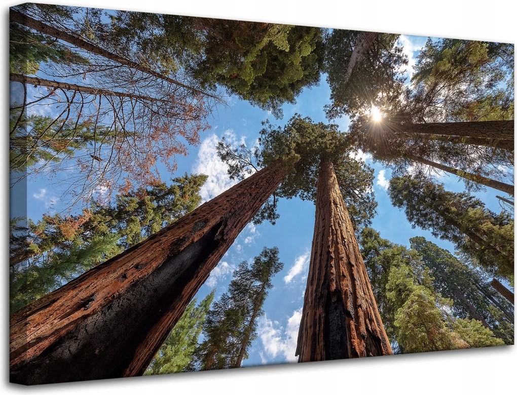 Vászonkép Magas fák Ég Természet Nap 80x50 cm