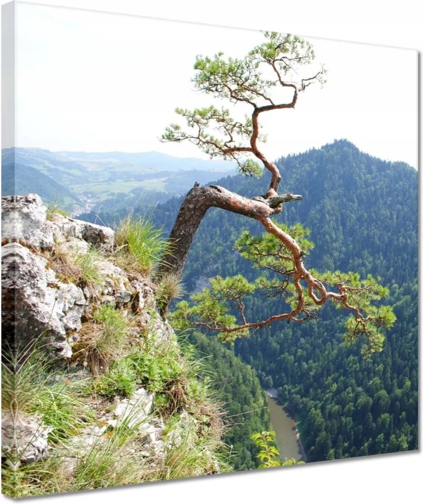 Vászonkép 30x30 Magányos fa