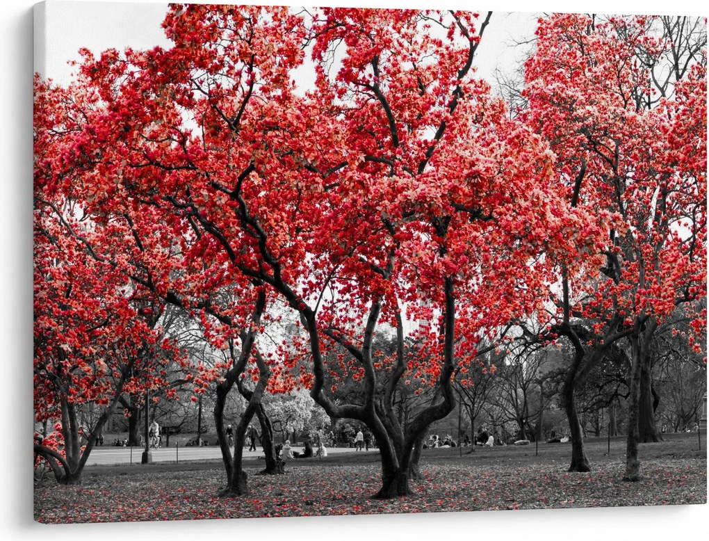 Kép - vörös fák, Central Park, New York (70x50 cm)