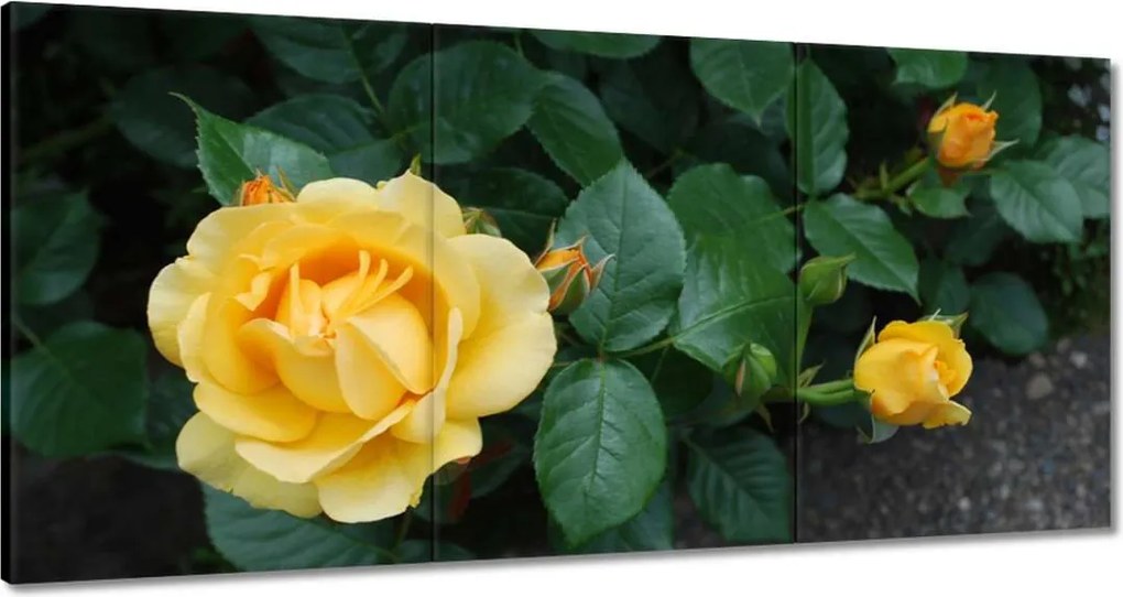 Vászonkép 180x90 Sárga rózsa