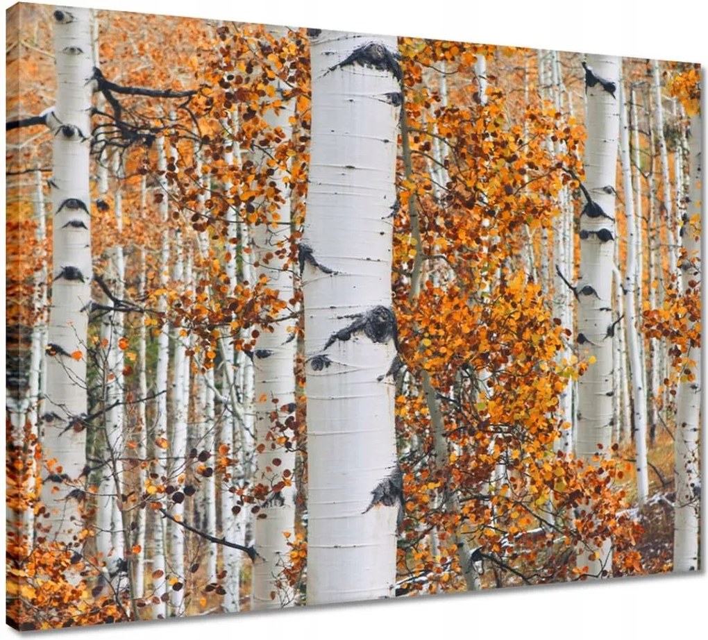 Vászonkép 50x40 Őszi táj Nyírfa