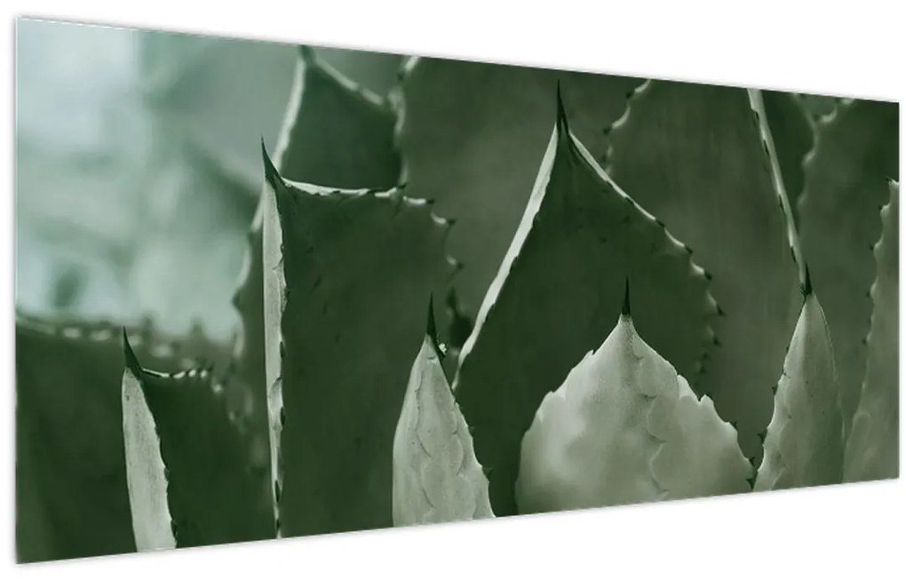 Kép - Zöld agávé (120x50 cm)