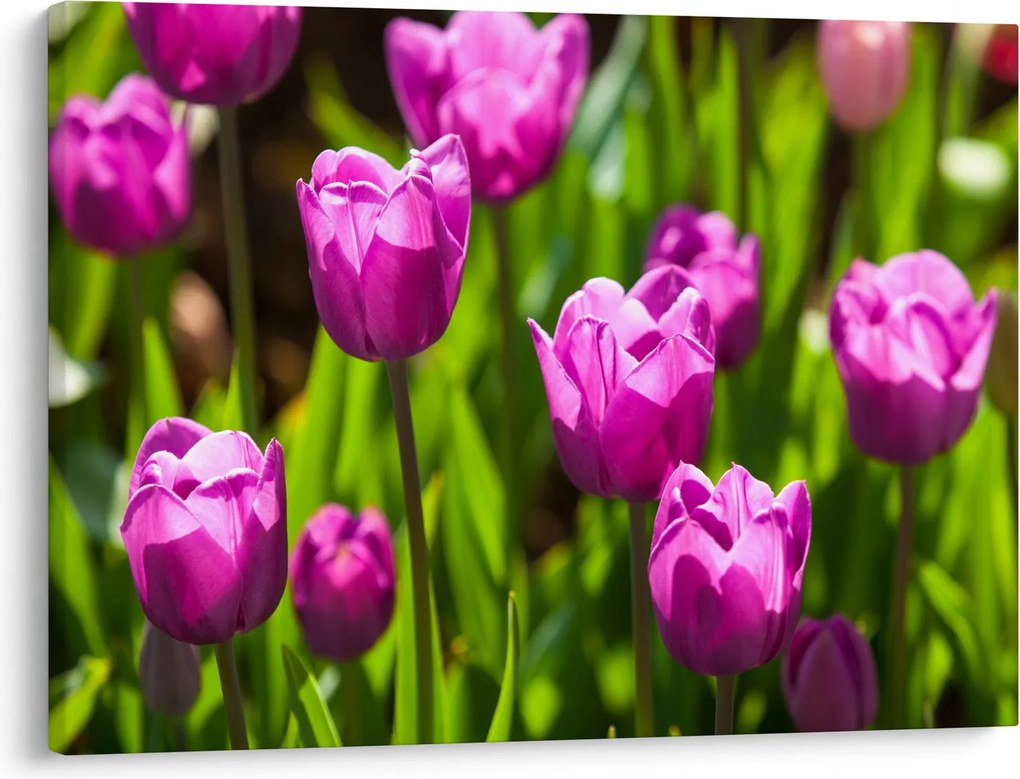 Tulipánok a réten képe (70x50 cm)