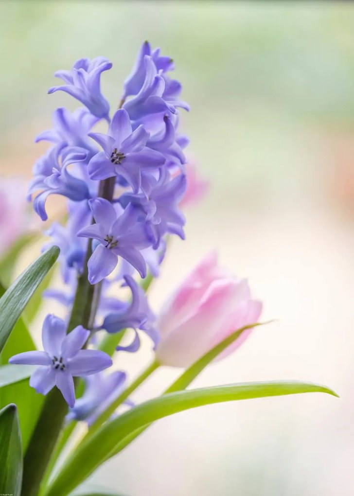 Poszter 50x70cm Jácint és tulipánok közelkép, Assaf Frank