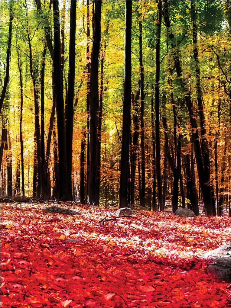 Fotótapéta Őszi erdő piros levelek vinil 184x254 +ragasztó