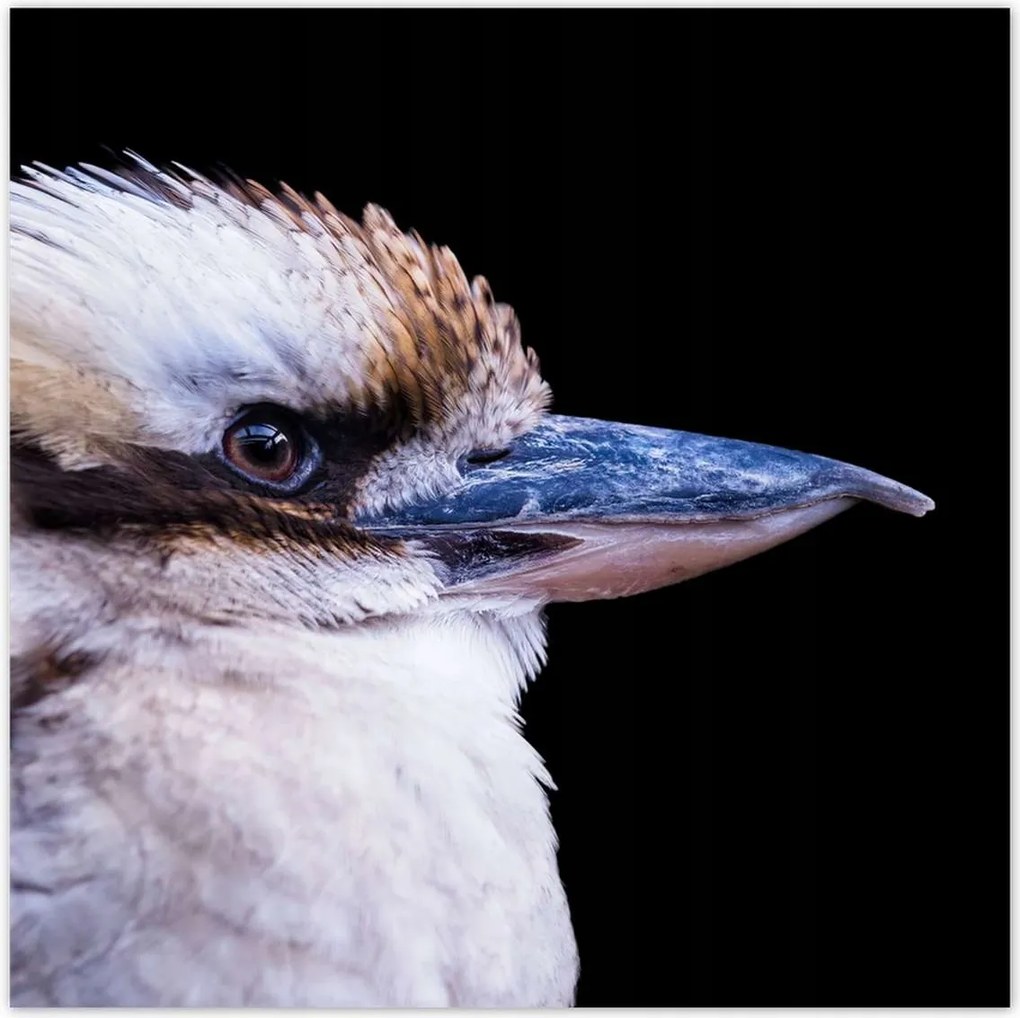 Poszterek 100x100 Kukabura kacagó madár