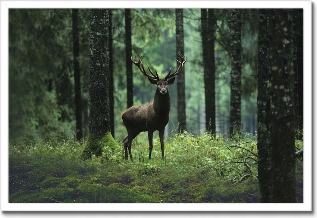Poszterek keretben 60x40 Gyönyörű szarvas a fák között