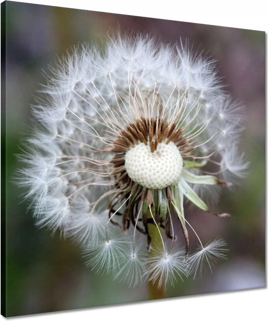 Vászonkép 50x50 Pitypang Virág Virágok