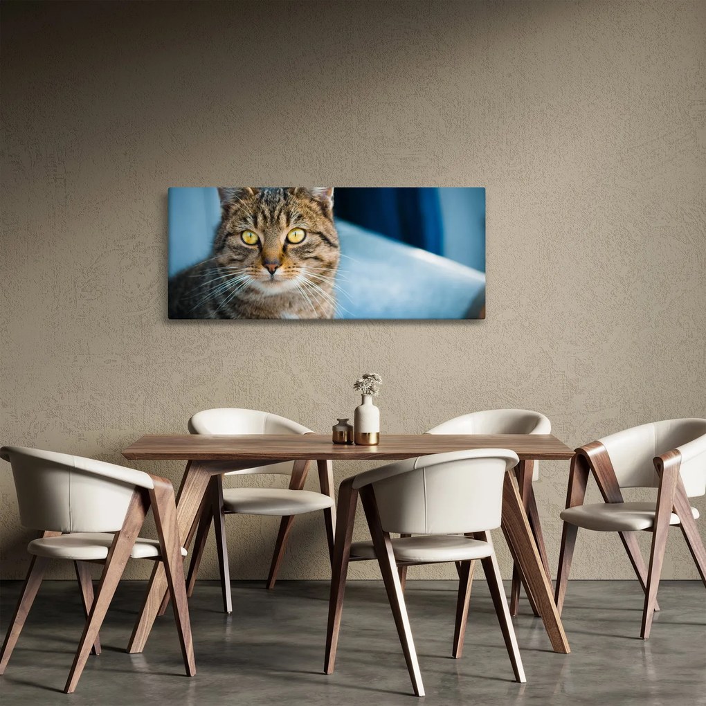 Kép - Házimacska (120x50 cm)