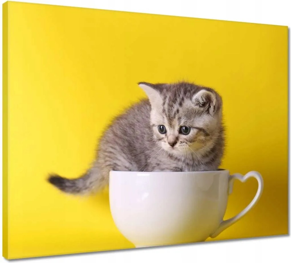 Vászonkép 50x40 Cica