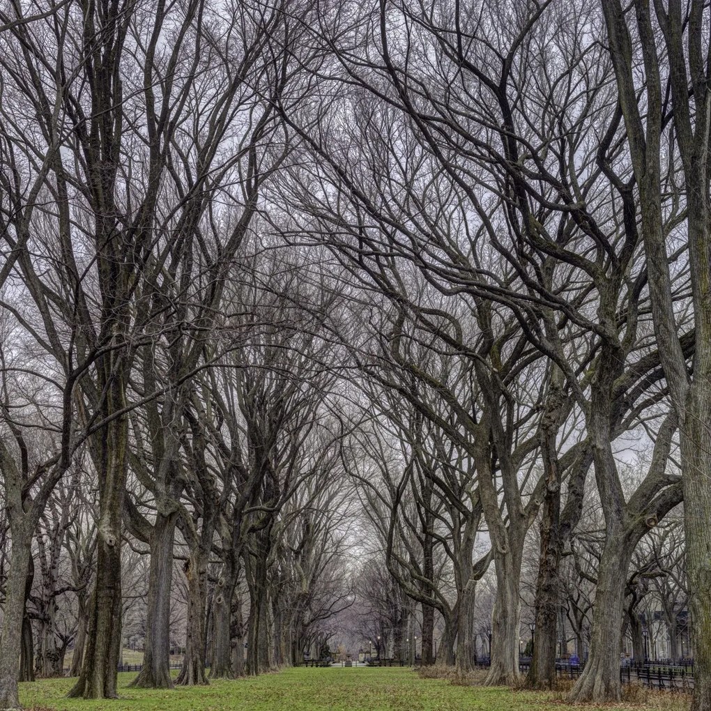 Poszter 80x80cm Fasorok a Central Parkban, Assaf Frank