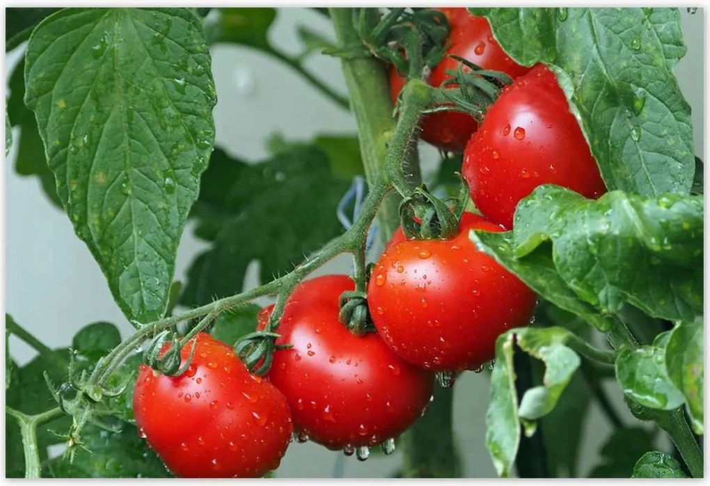 Poszterek 200x135 Konyhai képek Forradalmak