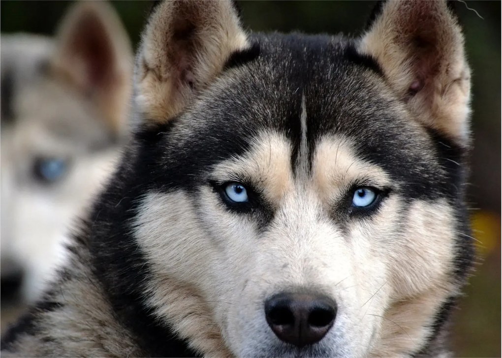 Husky kutya kép (üvegen) (70x50 cm)