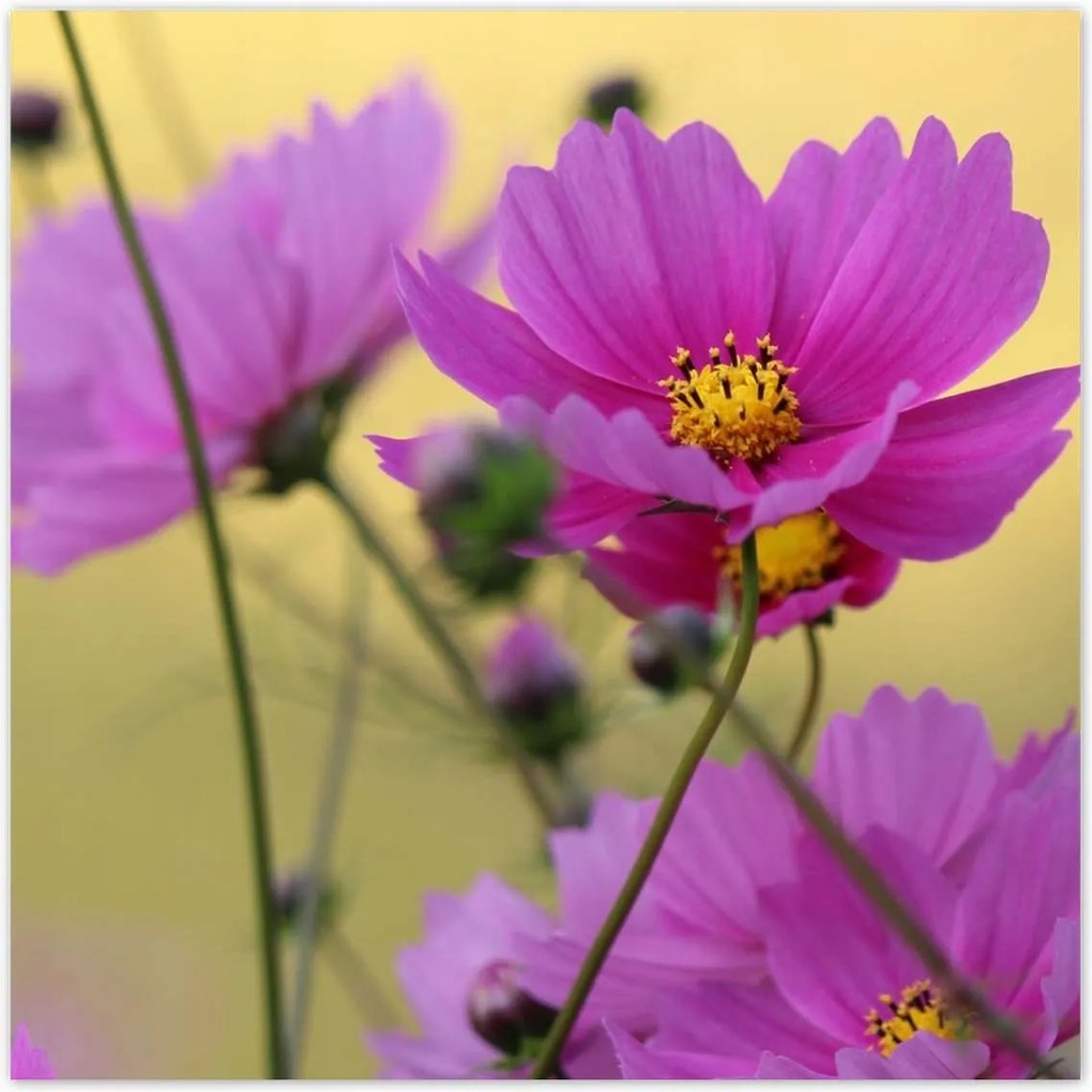 Poszterek 70x70 Virágok a réten