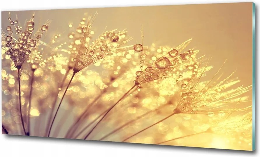 Fotó üvegkép Pitypang magok 100x70