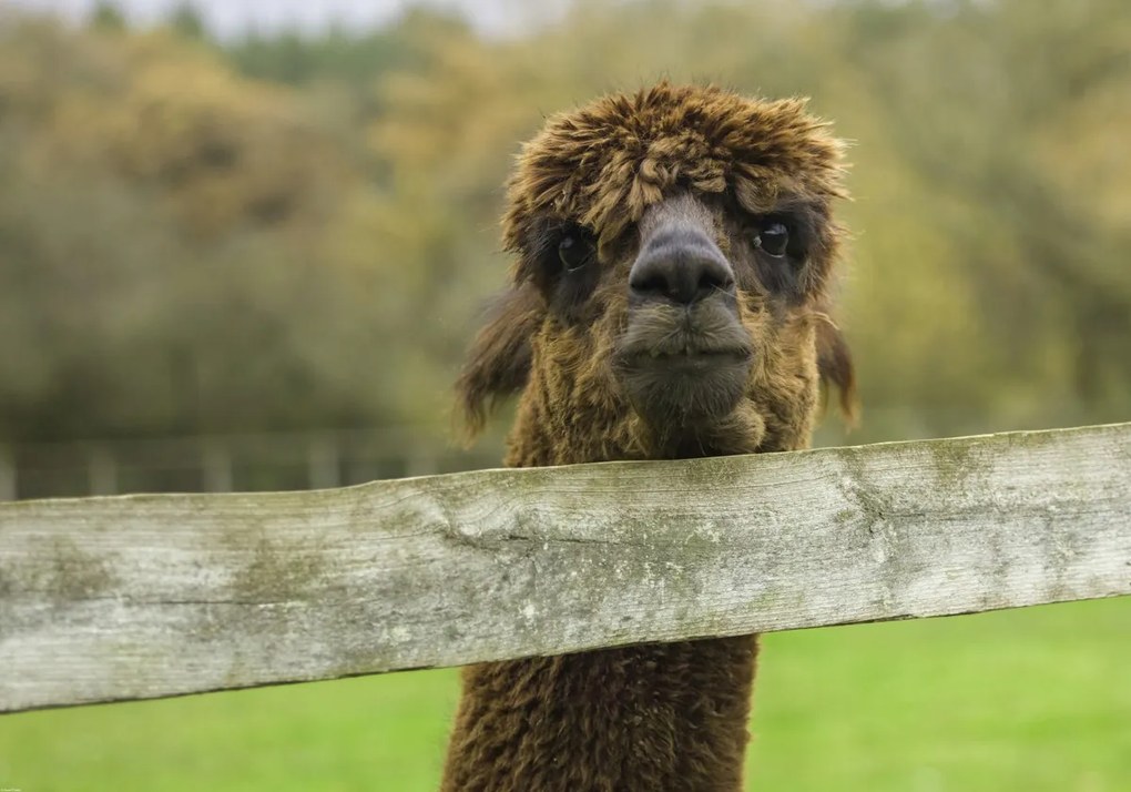 Poszter 100x70cm Közelkép az Alpokról, Assaf Frank