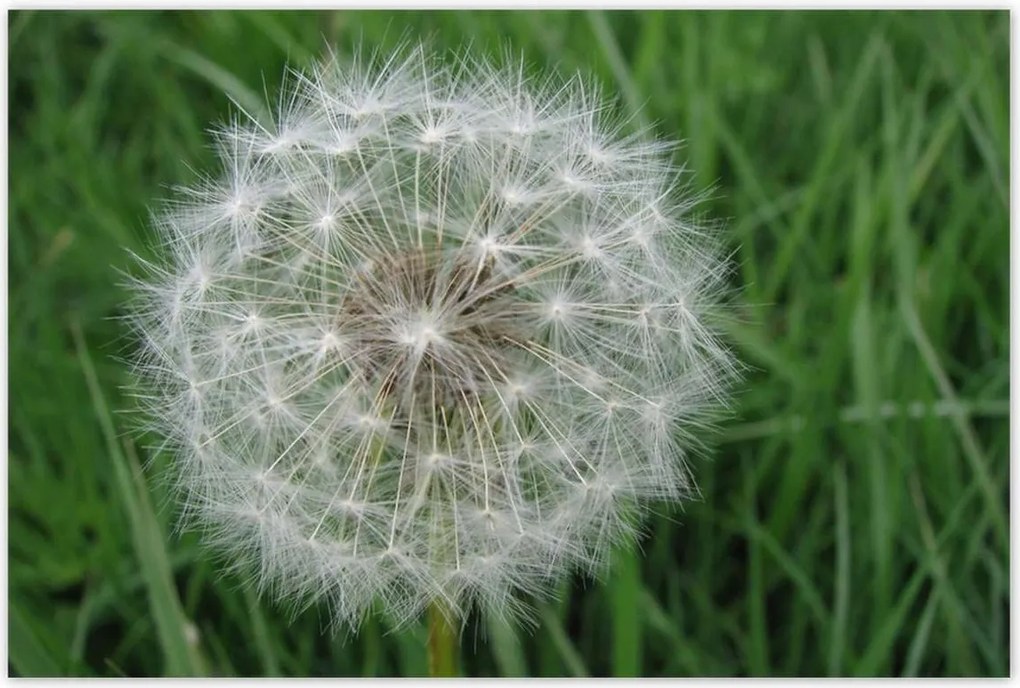 Poszterek 120x80 Pitypang Virág Virágok