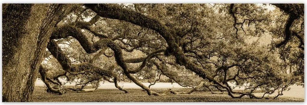 Poszterek 200x66 Erőteljes tölgy