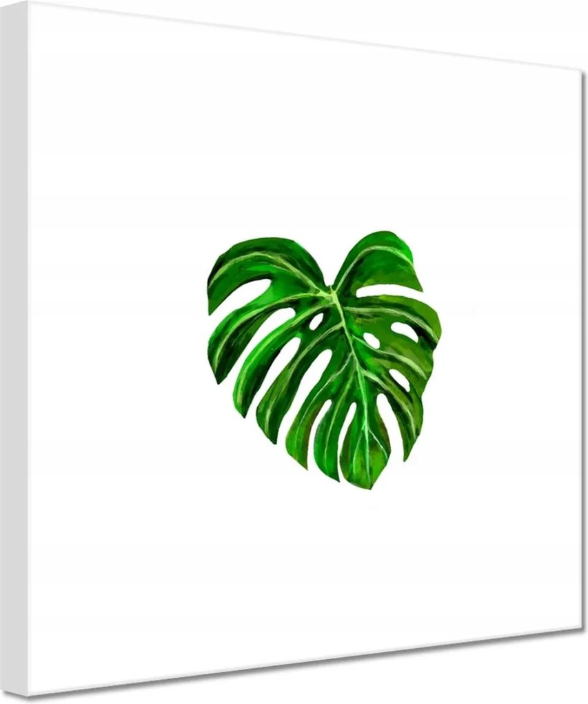 Vászonkép 60x60 Monsera levél lyukas